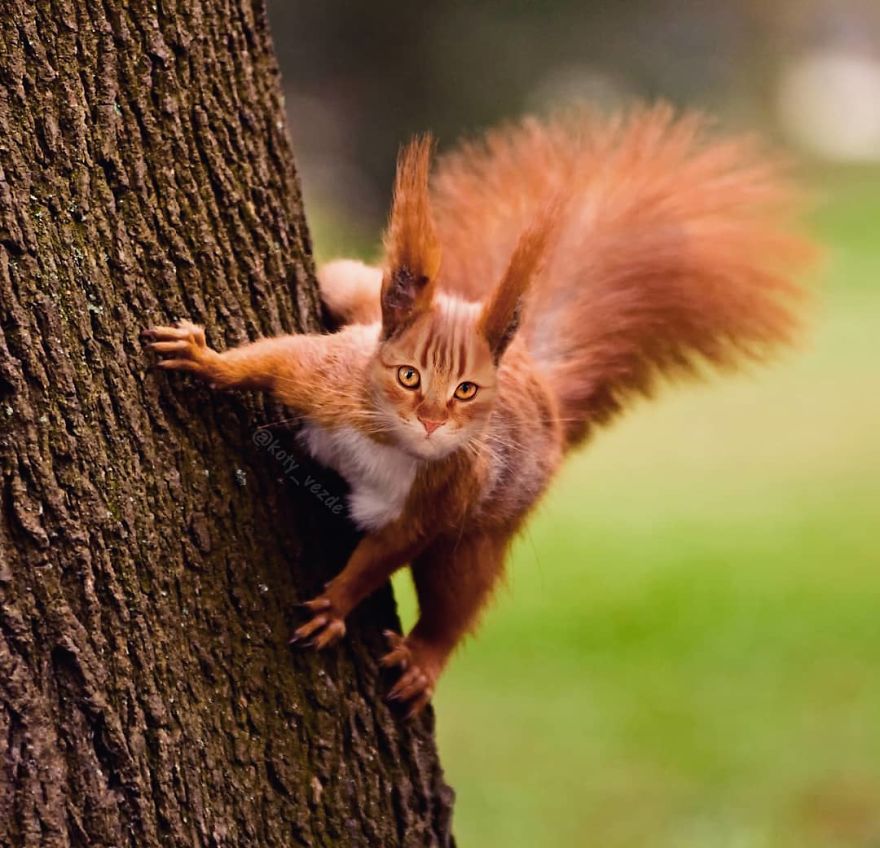 red squirrel - vezde