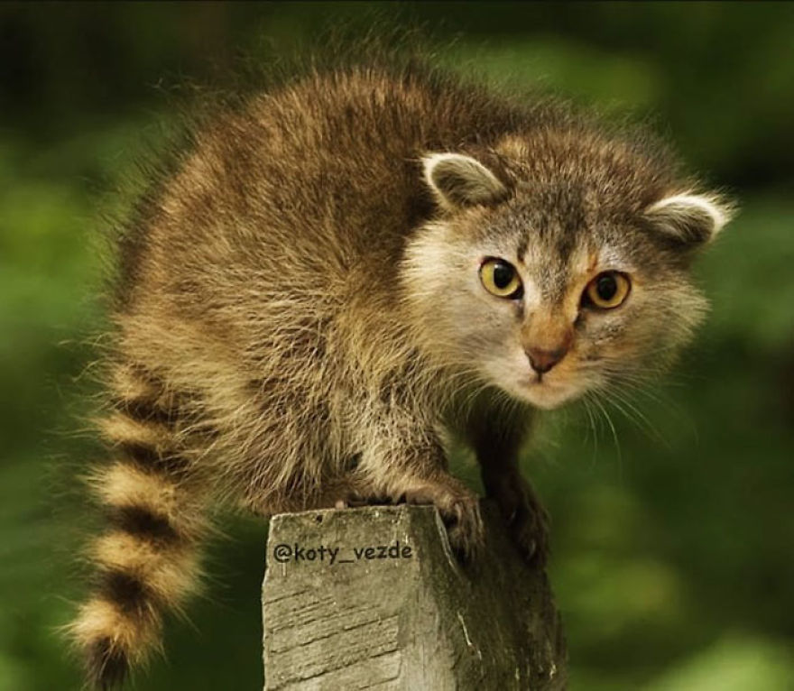 wild baby raccoon - otyvezde