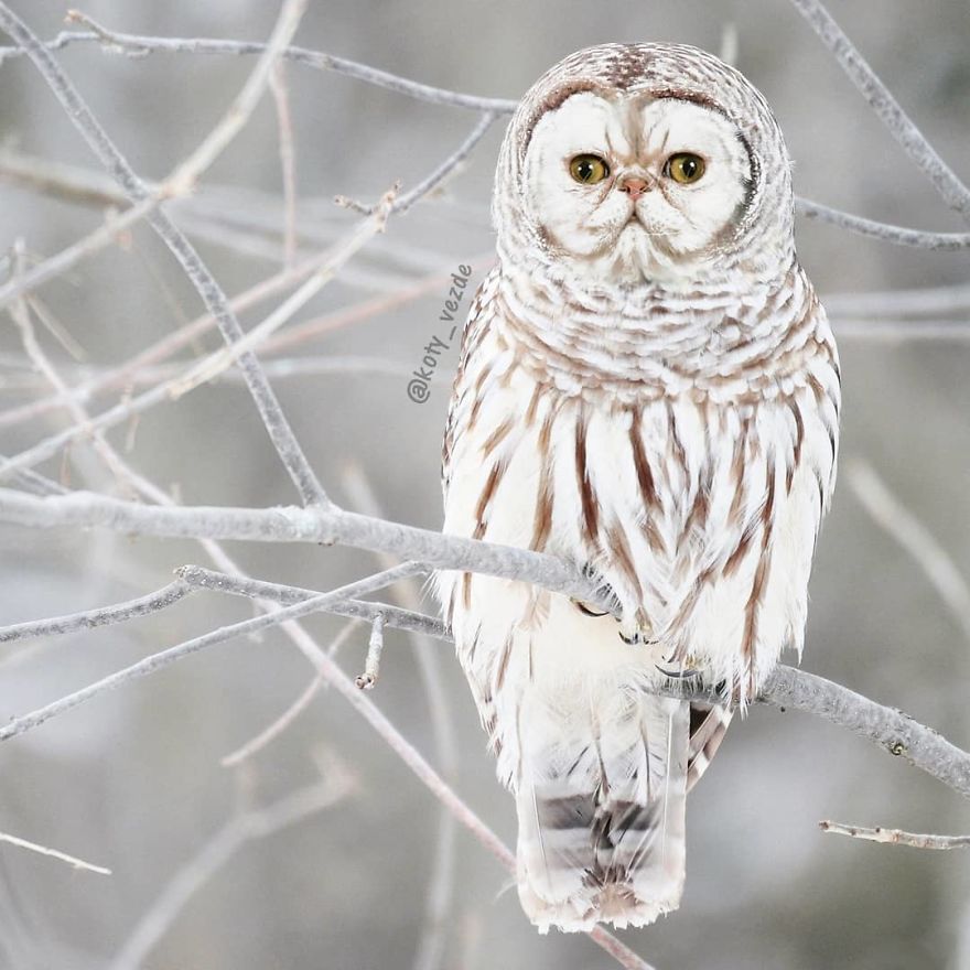 white beautiful owl -