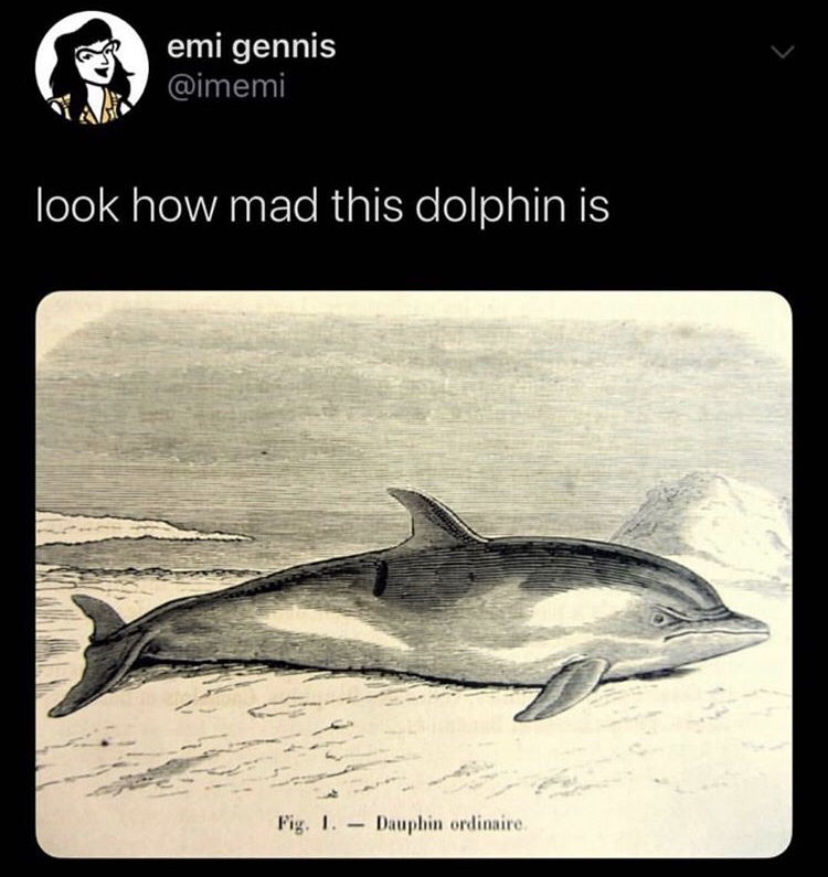 tucuxi - emi gennis look how mad this dolphin is Fig. 1. Dauphin ordinaire