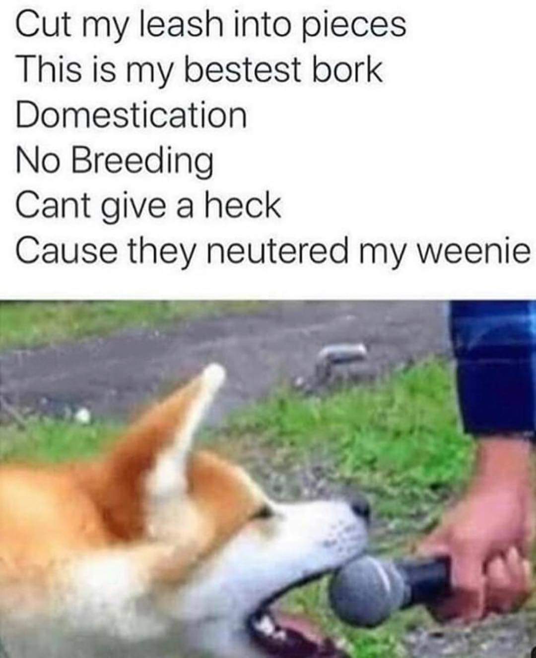 cut my leash into pieces - Cut my leash into pieces This is my bestest bork Domestication No Breeding Cant give a heck Cause they neutered my weenie