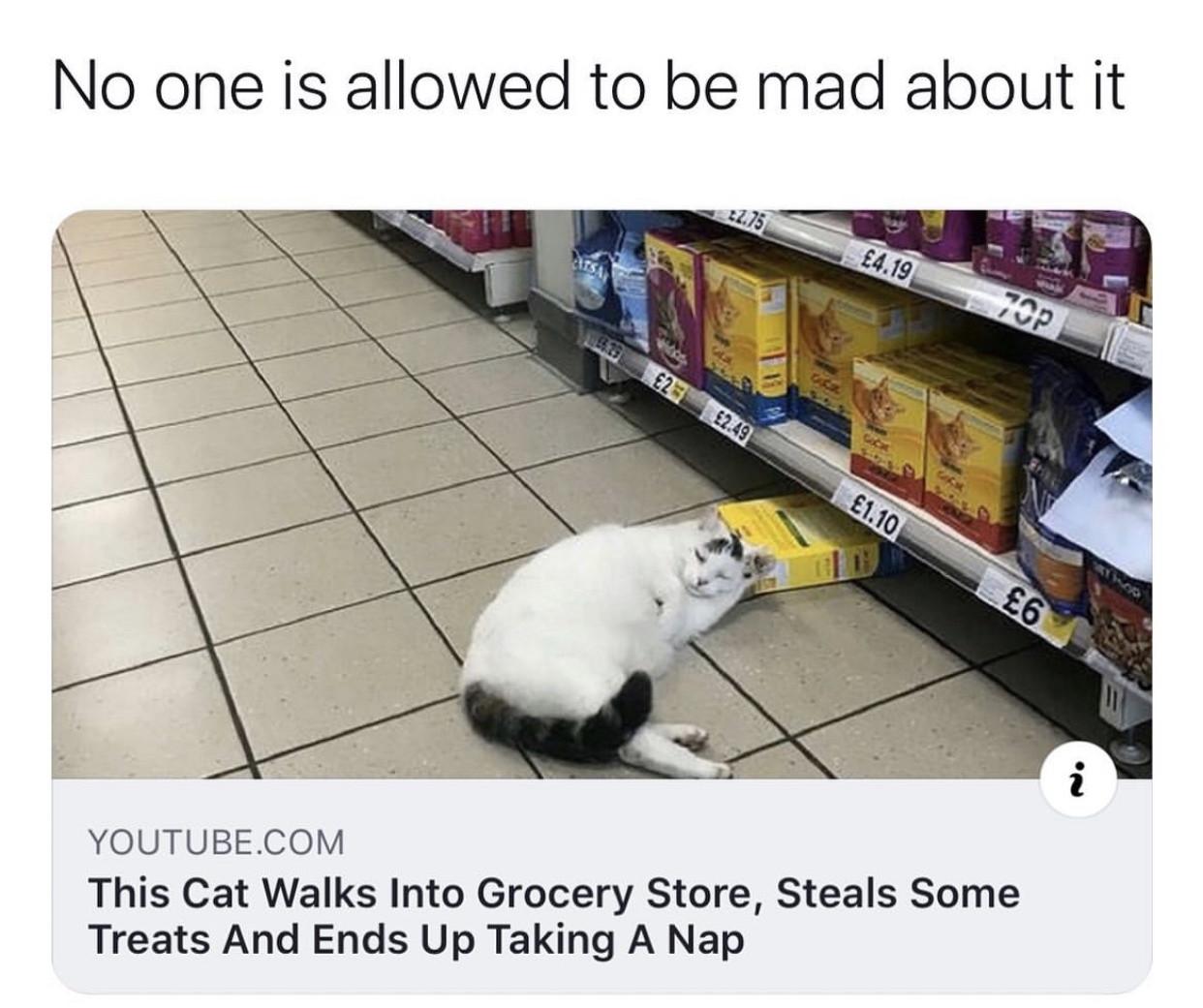 cat meme of a cat that busted into a store to steal and then just took a nap