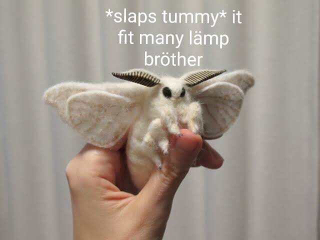 moth meme - slaps tummy it fit many lmp brther