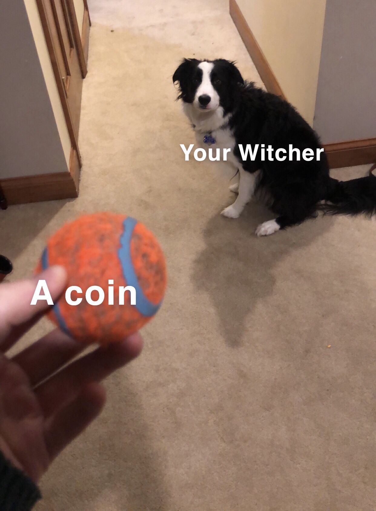 dog - Your Witcher A coin
