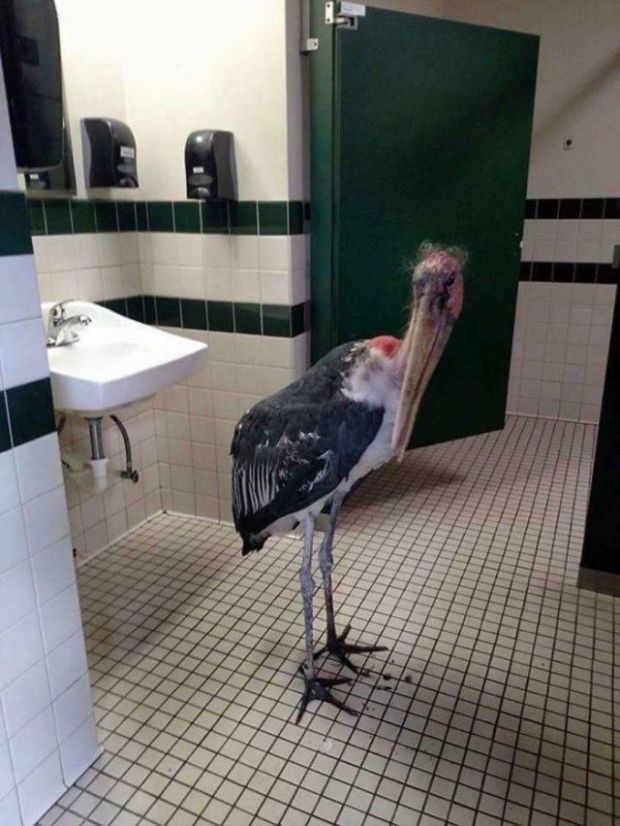 stork in bathroom