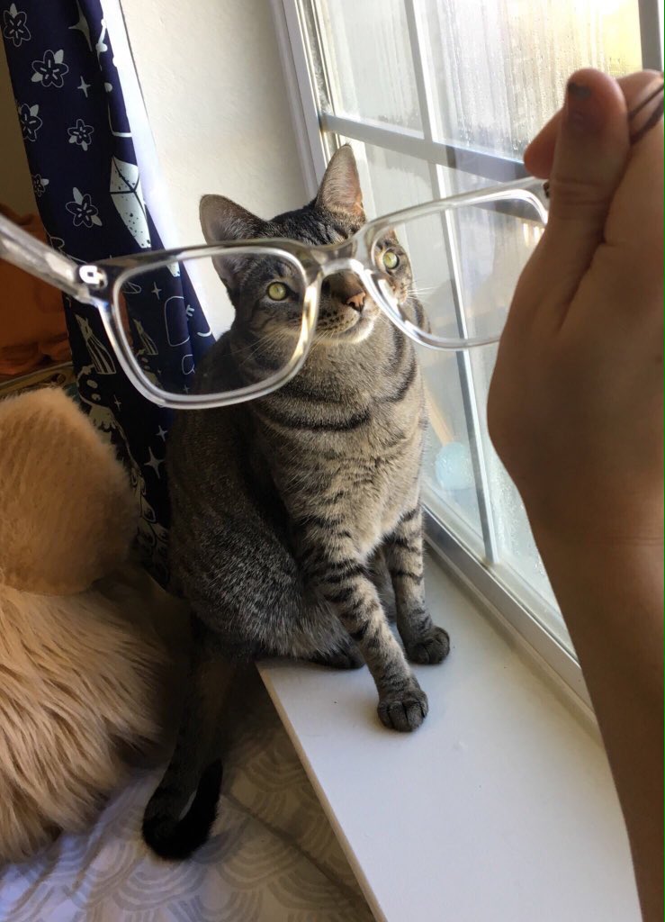 cats seen through glasses