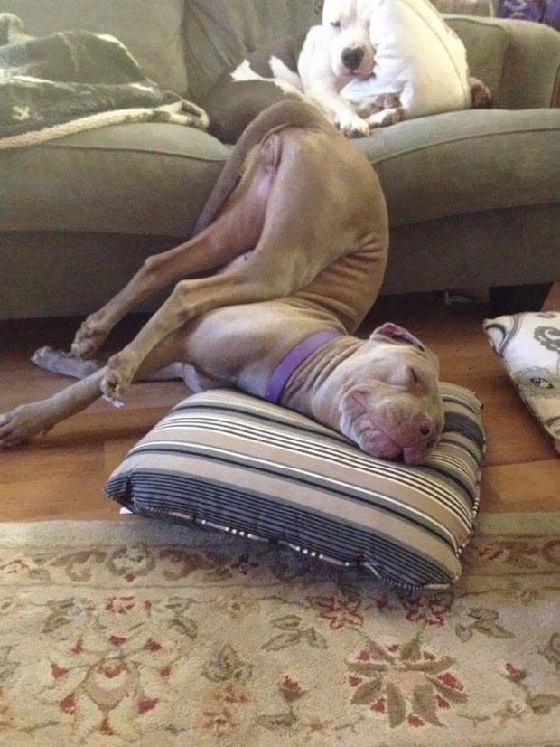 dogs sleeping in funny positions