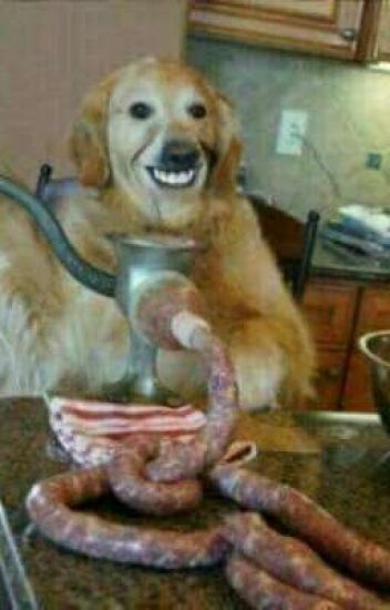 cursed images dog