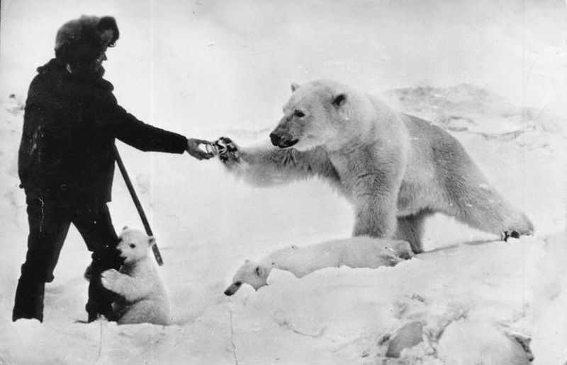 feeding polar bear