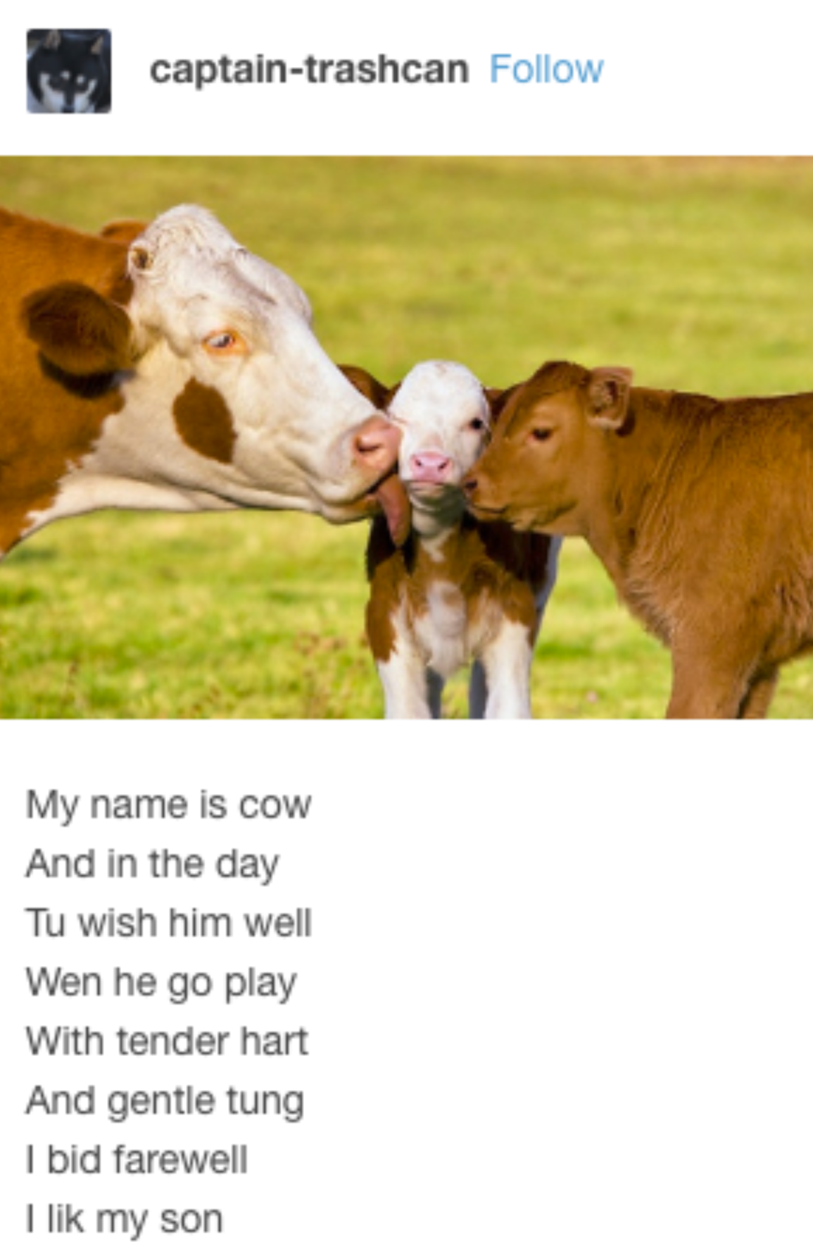 animal poems meme - captaintrashcan My name is cow And in the day Tu wish him well Wen he go play With tender hart And gentle tung I bid farewell I lik my son