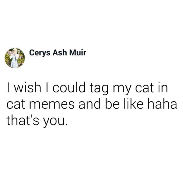 cyril lignac - Cerys Ash Muir I wish I could tag my cat in cat memes and be haha that's you