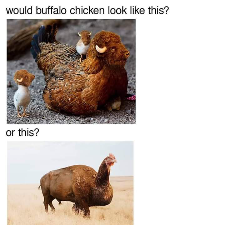 buffalo chicken meme - would buffalo chicken look this? or this?