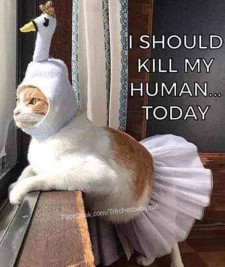 Si Should Kill My Human... Today Facebook.comTritchesbebippin