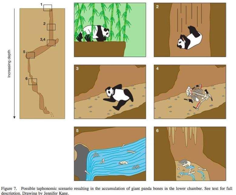 remains of holocene giant pandas from jiangdong mountain yunnan china and their relevance to the evolution of quaternary environments in south western china - Increasing depth Co Figure 7. Possible taphonomic scenario resulting in the accumulation of gian