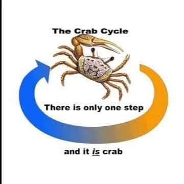 crab cycle - The Crab Cycle There is only one step and it is crab