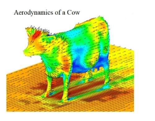 aerodynamics of a cow - Aerodynamics of a Cow