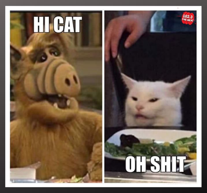 alf cat meme - 1023 Treat Hi Cat Oh Shit