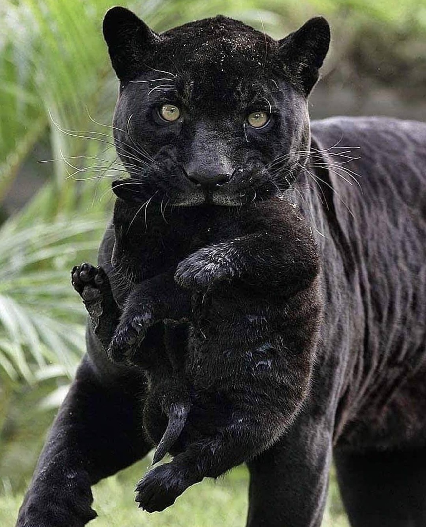 black panther cub