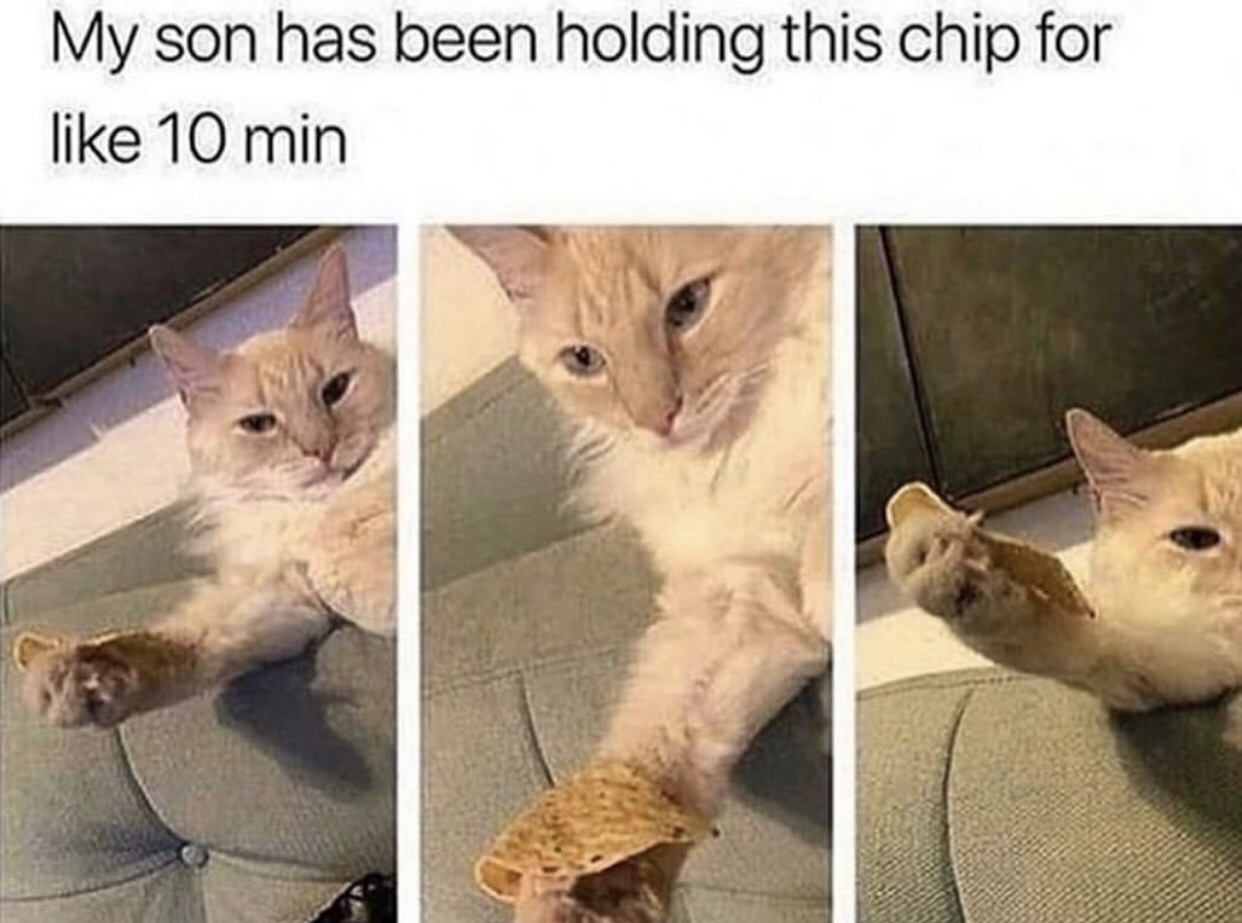 animals being wholesome - My son has been holding this chip for 10 min