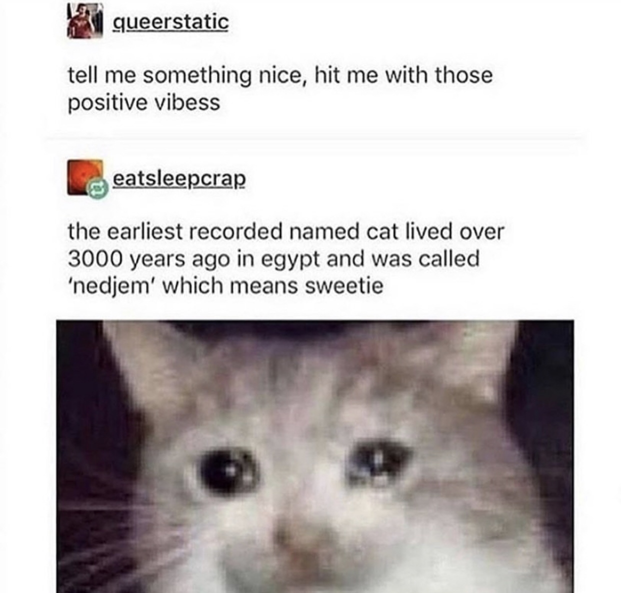 egyptian cat named sweetie - queerstatic tell me something nice, hit me with those positive vibess eatsleepcrap the earliest recorded named cat lived over 3000 years ago in egypt and was called 'nedjem' which means sweetie