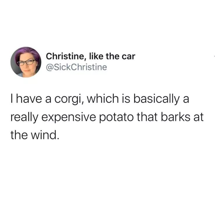 get a job and be miserable like - Christine, the car Thave a corgi, which is basically a really expensive potato that barks at the wind.