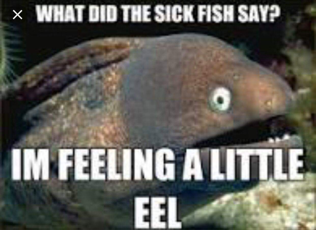 bad joke eel - What Did The Sick Fish Say? Im Feeling A Little Eel