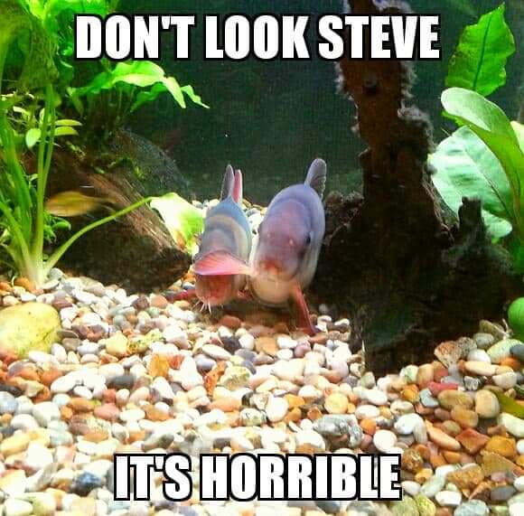 aquarium fish meme - Don'T Look Steve It'S Horrible