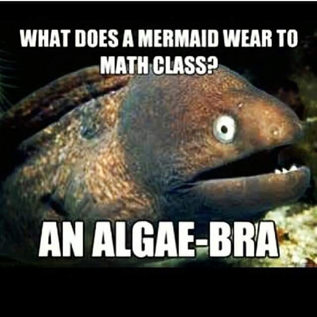 bad joke eel - What Does A Mermaid Wear To Math Class? An AlgaeBra
