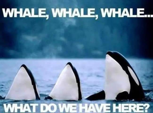 fish pun memes - Whale, Whale, Whale... What Do We Have Here?