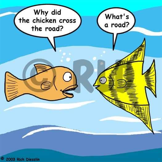 fish knock knock jokes - Why did the chicken cross the road? What's a road? We 2003 Rich Diesslin