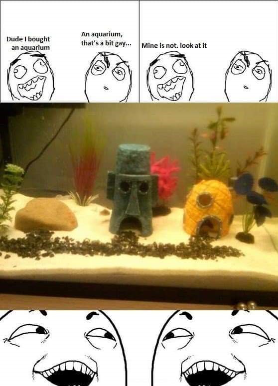 Humour - Dude I bought an aquarium An aquarium, that's a bit gay... Mine is not. look at it Ty