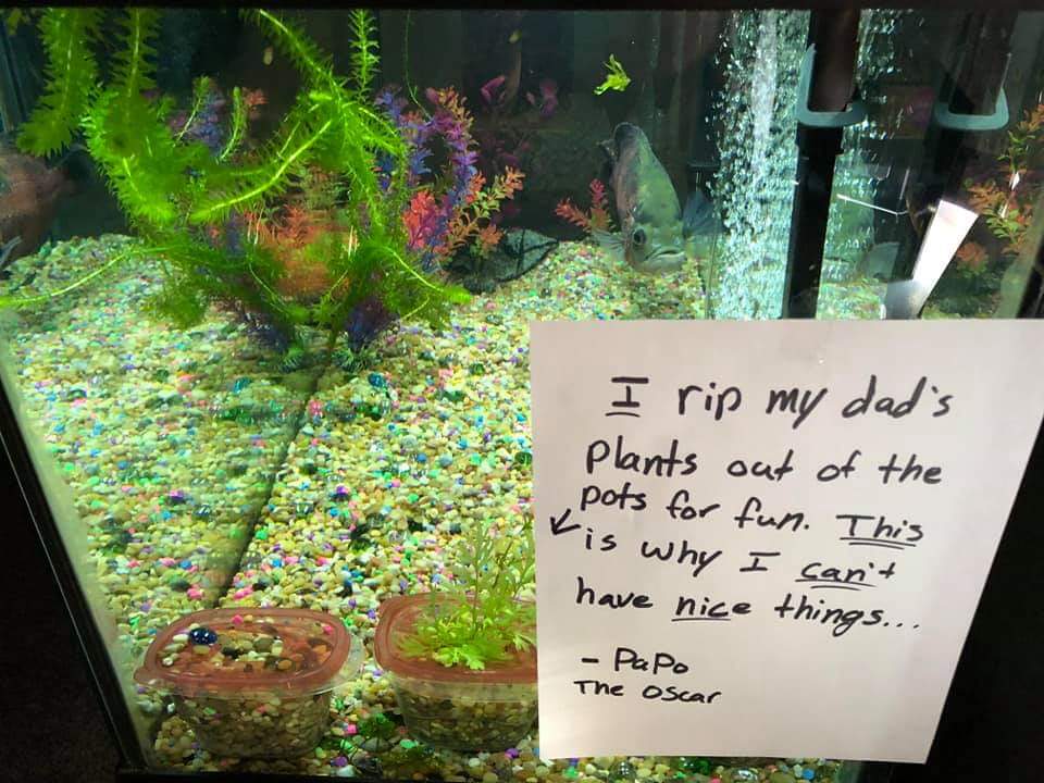 fish shaming - I rip my dad's Plants out of the pots for fun. This is why I can't have nice things... Papo The oscar