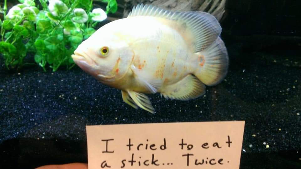 fish shaming - I tried to eat a stick... Twice.