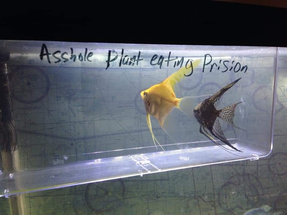 Asshole plant eating Prision