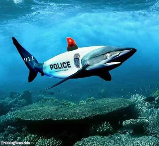 silky shark - 911 Police FreakingNews.com