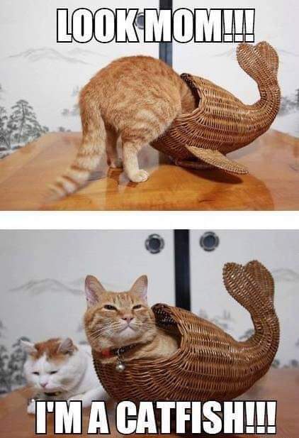 funny catfish - Lookmom!!! I'M A Catfish!!!