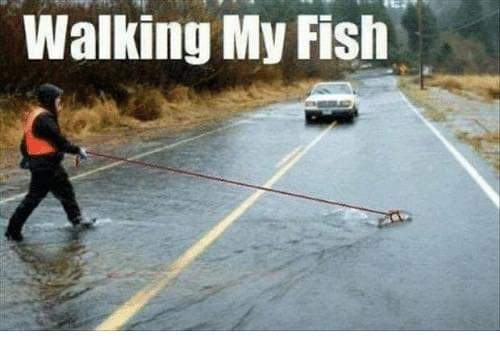 fish walking meme - Walking My Fish
