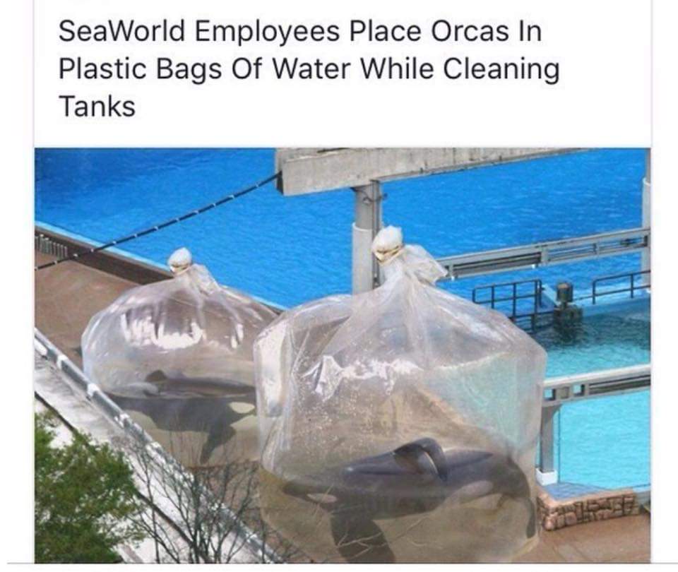 seaworld orcas in plastic bags - SeaWorld Employees Place Orcas In Plastic Bags Of Water While Cleaning Tanks
