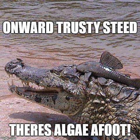 american alligator - Onward Trusty Steed Theres Algae Afoot! imgim.com