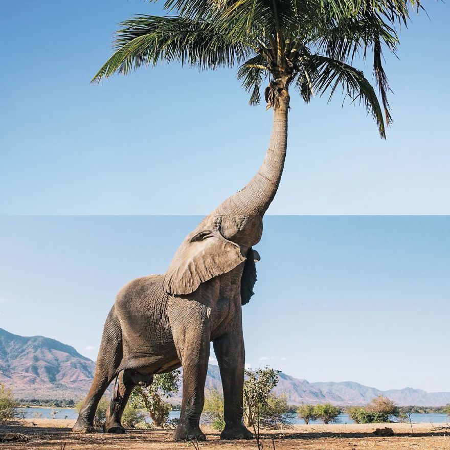 elephant tree trunk