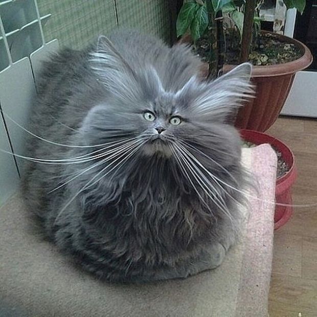 funny cat hair