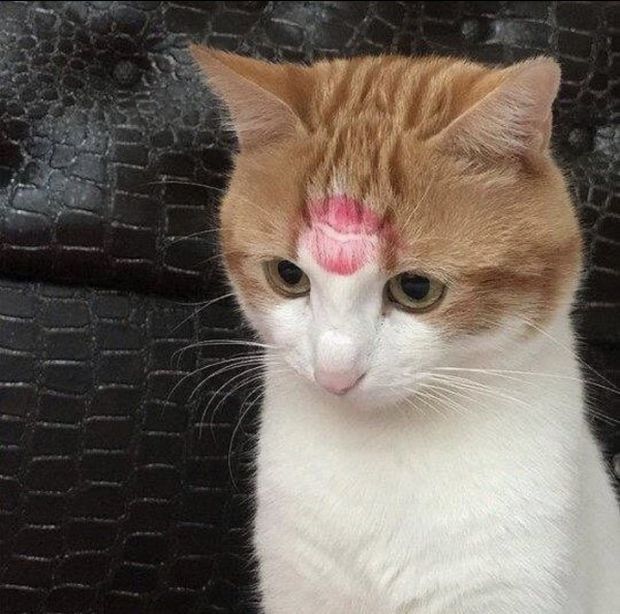 cat with lipstick on head