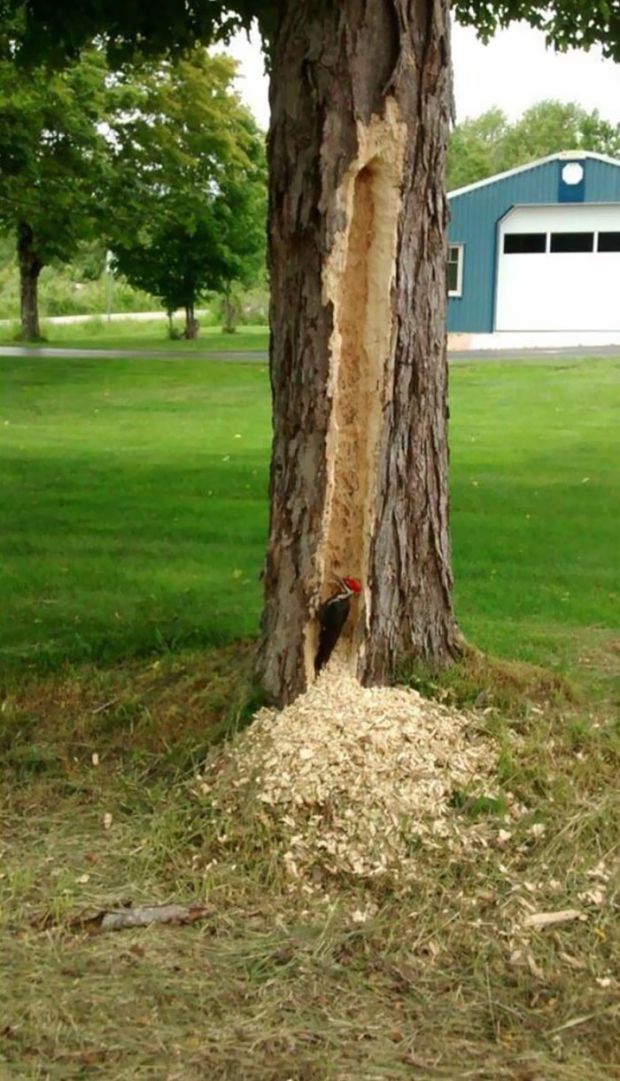 woodpecker fuck this tree in particular