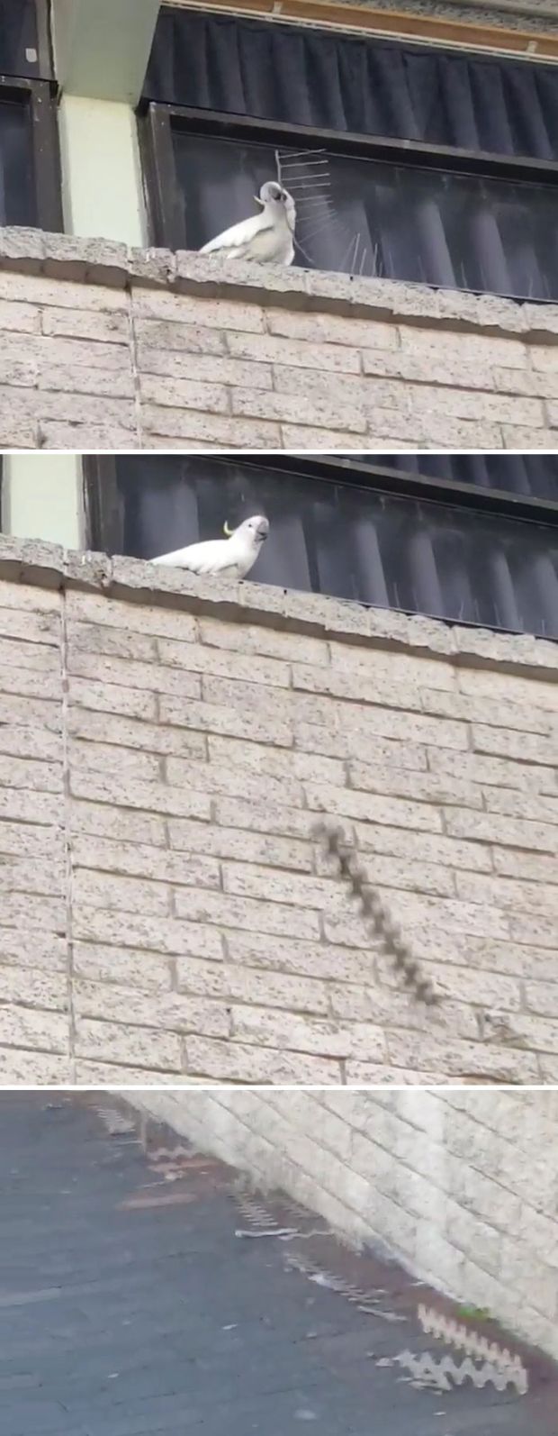 cockatoo removing bird spikes