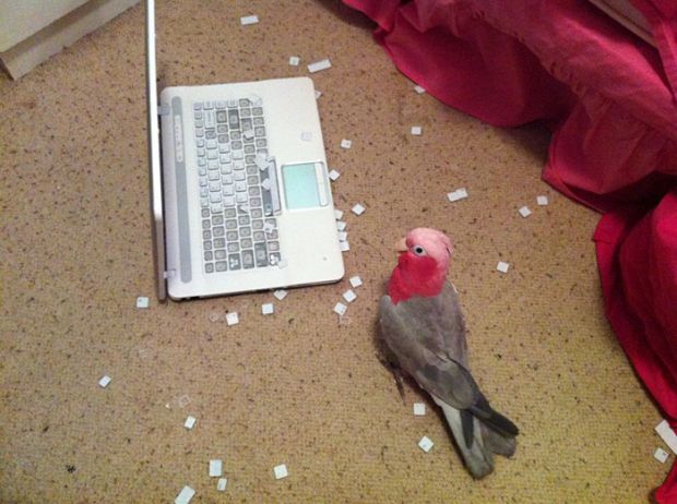 bird keyboard - 900 Sc Gccccccle Dobioeceeeeeee Vododeeelle Boo Dobocelecobio 10000909099