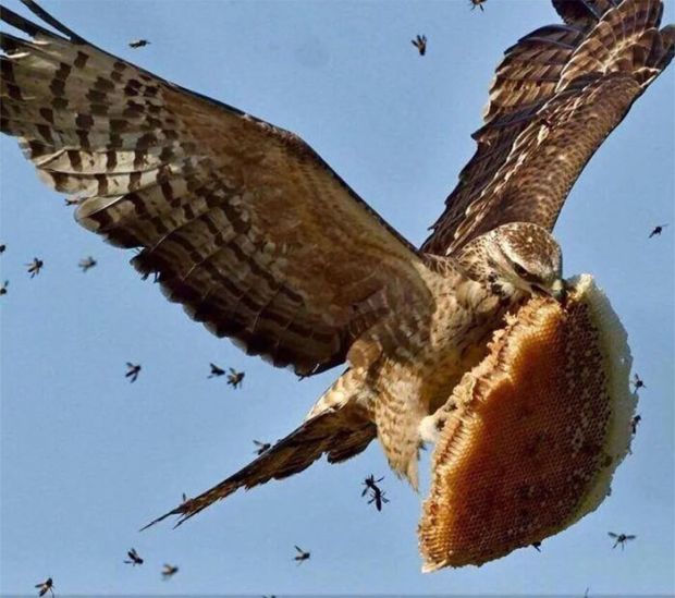 hawk with honeycomb