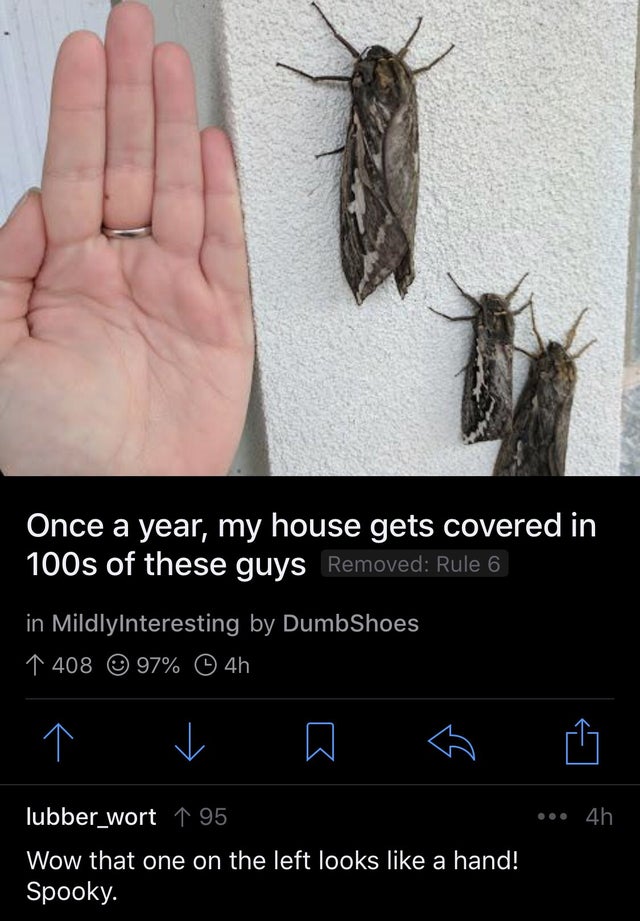 photo caption - Once a year, my house gets covered in 100s of these guys Removed Rule 6 in Mildlyinteresting by DumbShoes 1 408 97% 4h v R a ... 4h lubber_wort 1 95 Wow that one on the left looks a hand! Spooky.