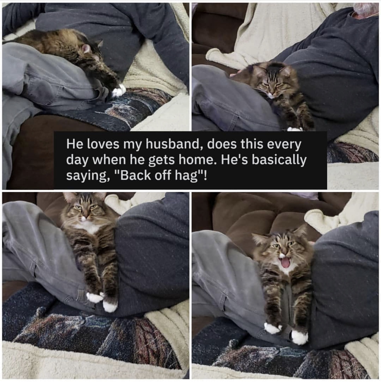 cat - He loves my husband, does this every day when he gets home. He's basically saying, "Back off hag"!
