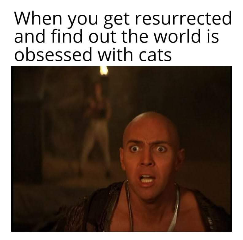 photo caption - When you get resurrected and find out the world is obsessed with cats