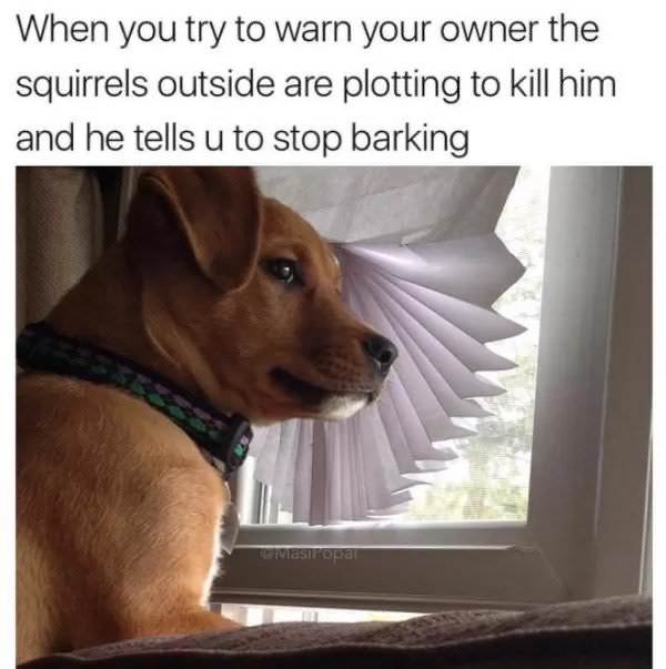 funny animal memes - When you try to warn your owner the squirrels outside are plotting to kill him and he tells u to stop barking astropar